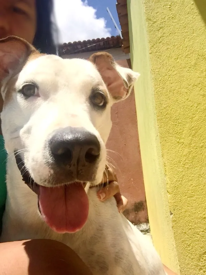 Cachorro raça SRD idade 2 anos nome Lola 