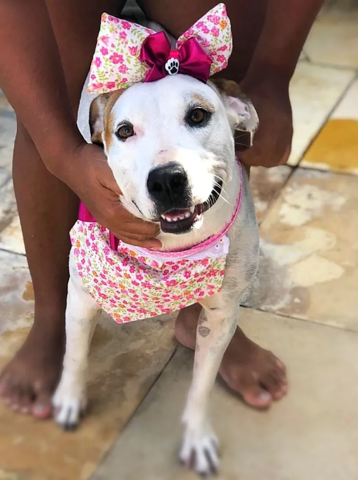 Cachorro raça SRD idade 2 anos nome Lola 