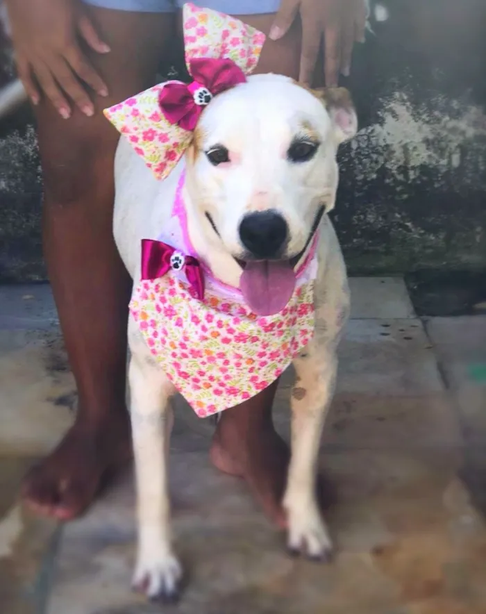 Cachorro raça SRD idade 2 anos nome Lola 