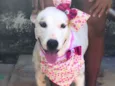 Lola 