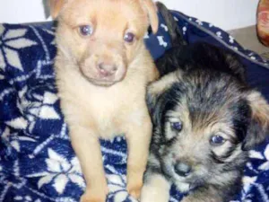 Cachorro raça vira latas idade Abaixo de 2 meses nome Bebezinhos