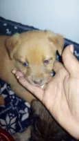 Bebezinhos