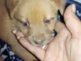 Bebezinhos