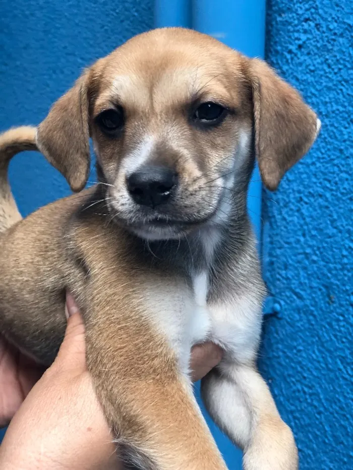 Cachorro ra a SRD idade 2 a 6 meses nome Thor 