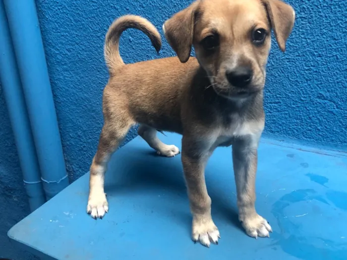 Cachorro ra a SRD idade 2 a 6 meses nome Thor 