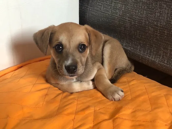 Cachorro ra a SRD idade 2 a 6 meses nome Thor 