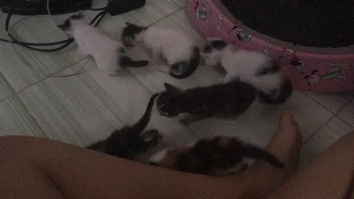 Gato raça srd idade Abaixo de 2 meses nome filhotes