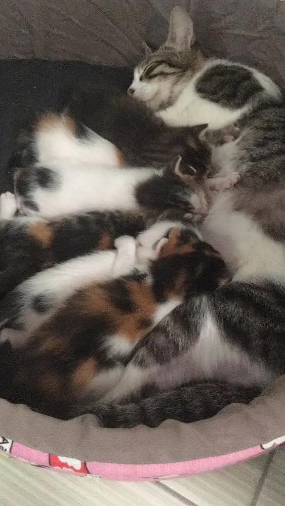 Gato raça srd idade Abaixo de 2 meses nome filhotes