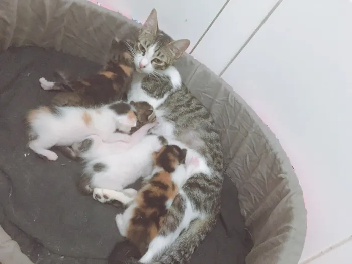 Gato raça srd idade Abaixo de 2 meses nome filhotes