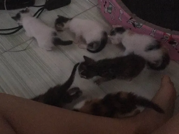 Gato raça srd idade Abaixo de 2 meses nome filhotes