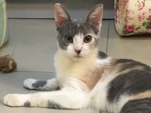 Gato raça SRD idade 2 a 6 meses nome BISCUIT