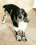 Zé 