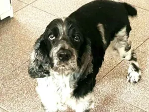 Gato raça Cocker idade 6 ou mais anos nome Zé 