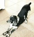 Zé 
