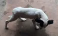 Cão