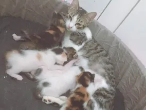 Gato raça srd idade Abaixo de 2 meses nome filhotes
