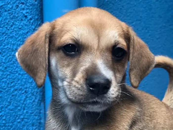 Cachorro ra a SRD idade 2 a 6 meses nome Thor 