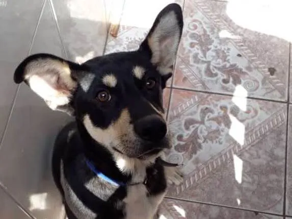 Cachorro ra a Vira lata idade 2 a 6 meses nome Theo