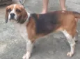 scooby