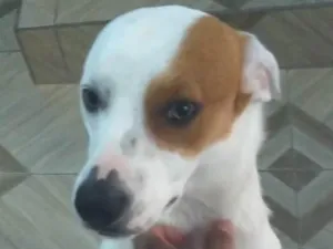 Cachorro raça Srd idade 2 anos nome Marley