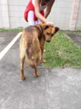 Pardo 