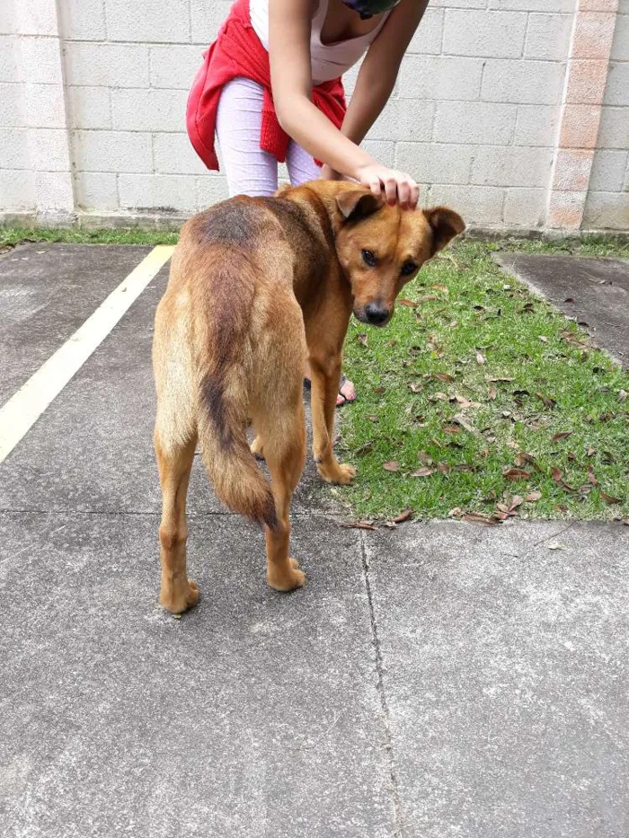 Cachorro raça Viralata idade  nome Pardo 