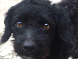 Cachorro raça Vira Lata idade 7 a 11 meses nome Pretinha