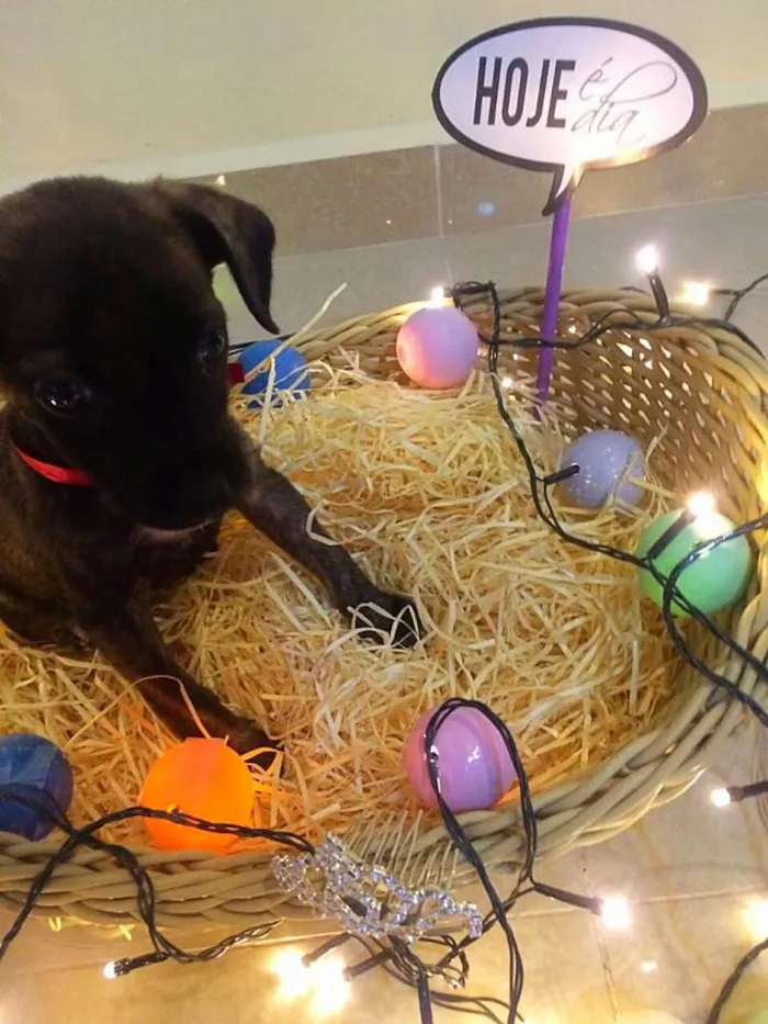 Cachorro raça não identifiquei idade Abaixo de 2 meses nome Sem nome