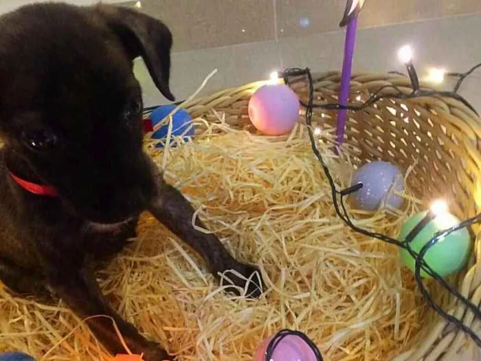 Cachorro raça não identifiquei idade Abaixo de 2 meses nome Sem nome