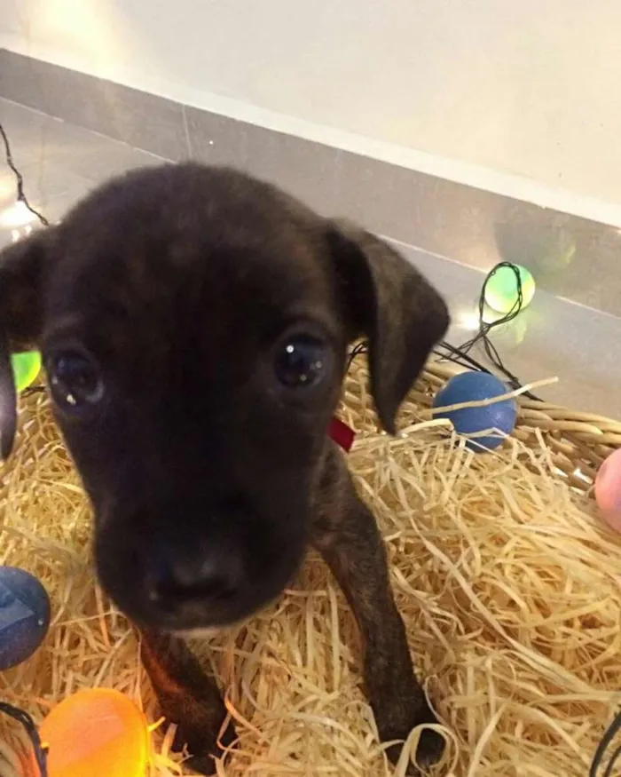 Cachorro raça não identifiquei idade Abaixo de 2 meses nome Sem nome