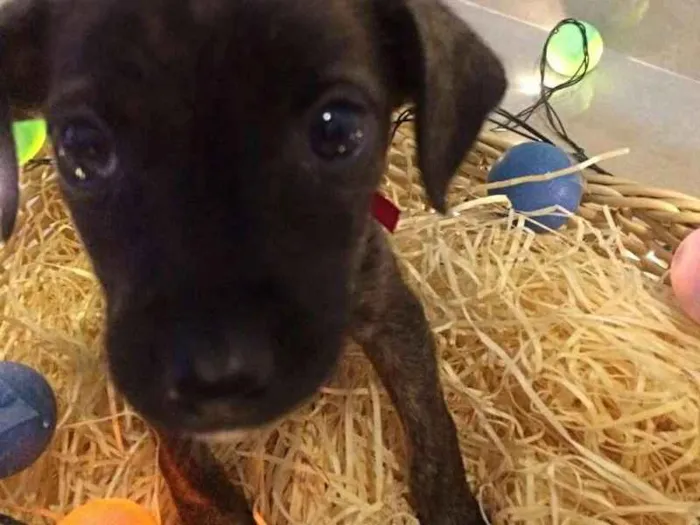 Cachorro raça não identifiquei idade Abaixo de 2 meses nome Sem nome