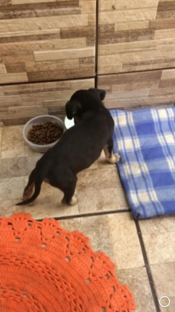 Cachorro ra a Indefinida idade 2 a 6 meses nome Lucy
