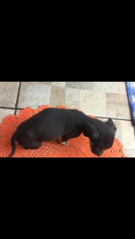 Cachorro ra a Indefinida idade 2 a 6 meses nome Lucy