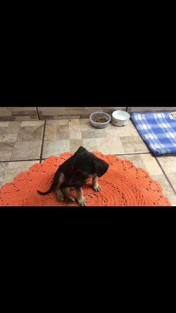 Cachorro ra a Indefinida idade 2 a 6 meses nome Lucy