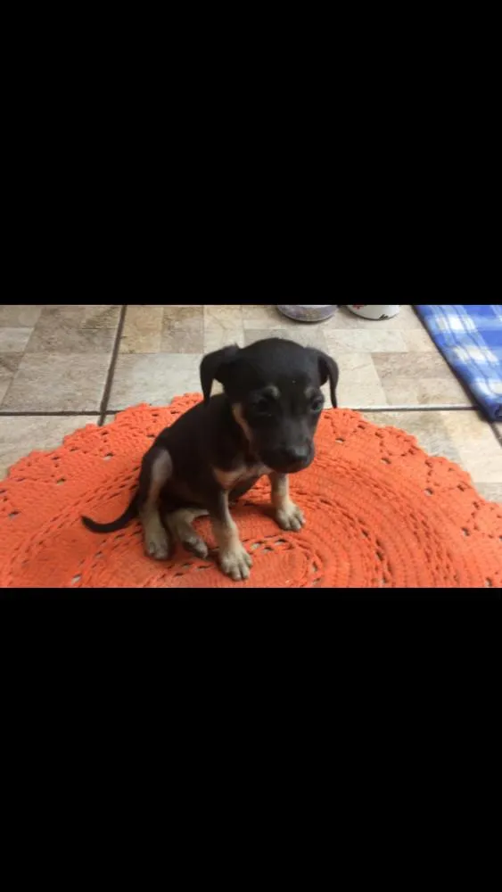 Cachorro ra a Indefinida idade 2 a 6 meses nome Lucy