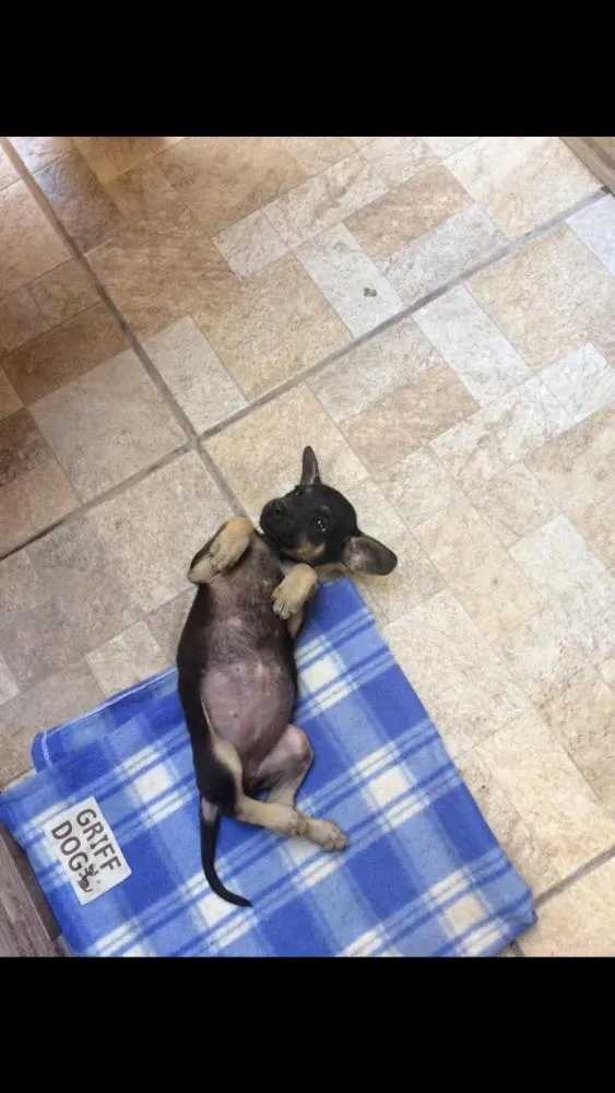 Cachorro ra a Indefinida idade 2 a 6 meses nome Lucy