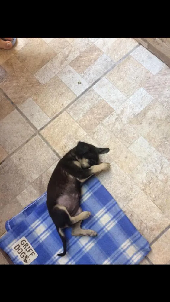 Cachorro ra a Indefinida idade 2 a 6 meses nome Lucy