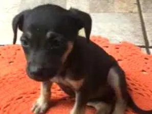 Cachorro raça Indefinida idade 2 a 6 meses nome Lucy