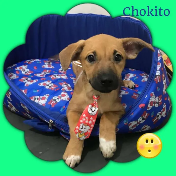 Cachorro ra a srd idade 2 a 6 meses nome Chokito