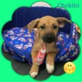 Chokito