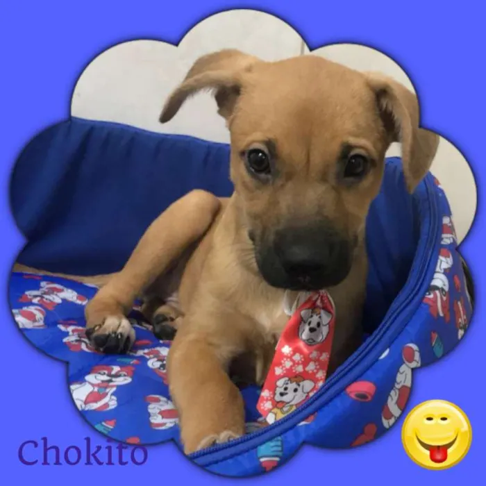 Cachorro ra a srd idade 2 a 6 meses nome Chokito