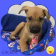 Chokito