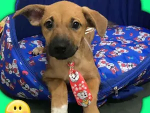 Cachorro raça srd idade 2 a 6 meses nome Chokito