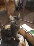Morgana