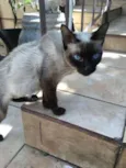 Siamesa