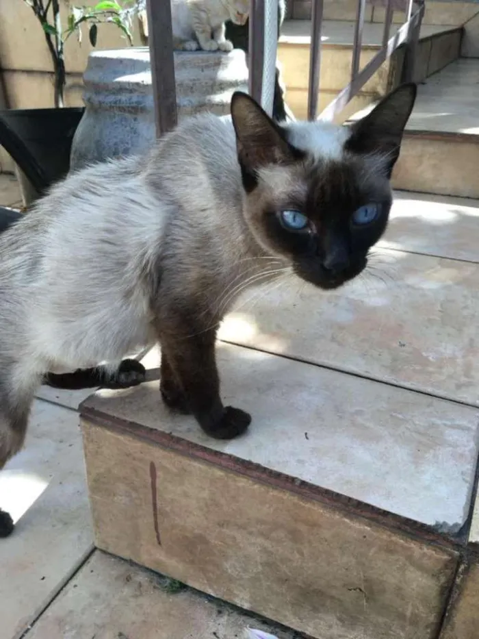 Gato ra a SRD idade 1 ano nome Siamesa