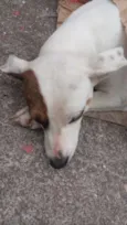 Bolinha 