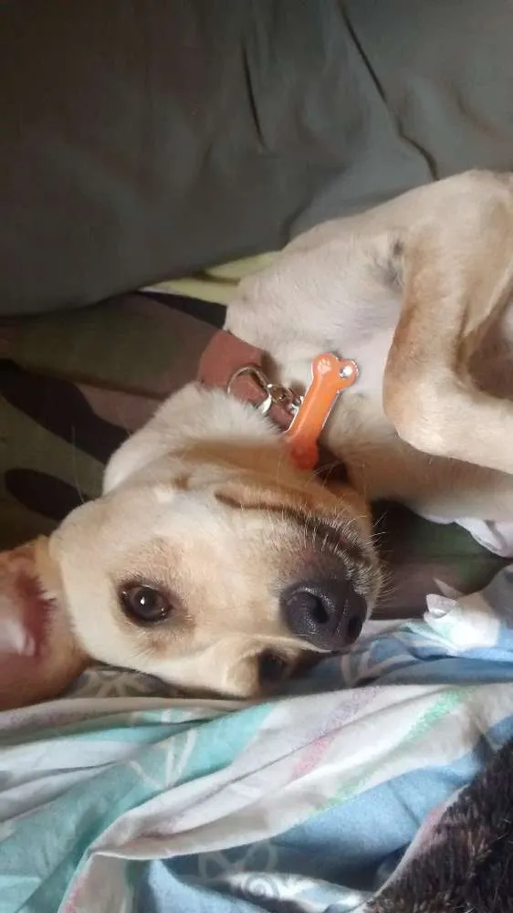 Cachorro ra a Vira lata idade 1 ano nome Frozem