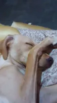 Mamutinho 
