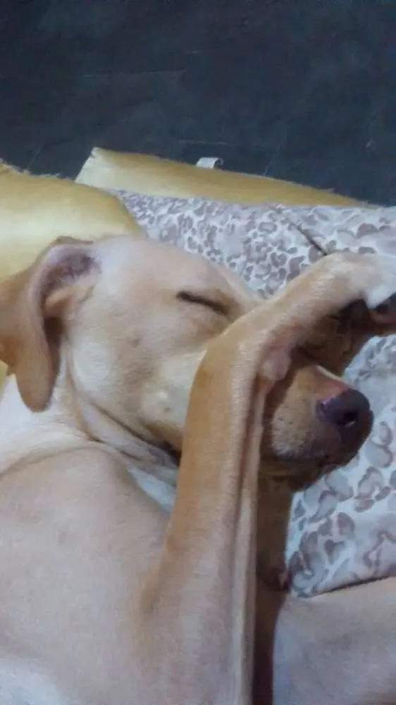 Cachorro ra a Vira lata idade 1 ano nome Mamutinho 